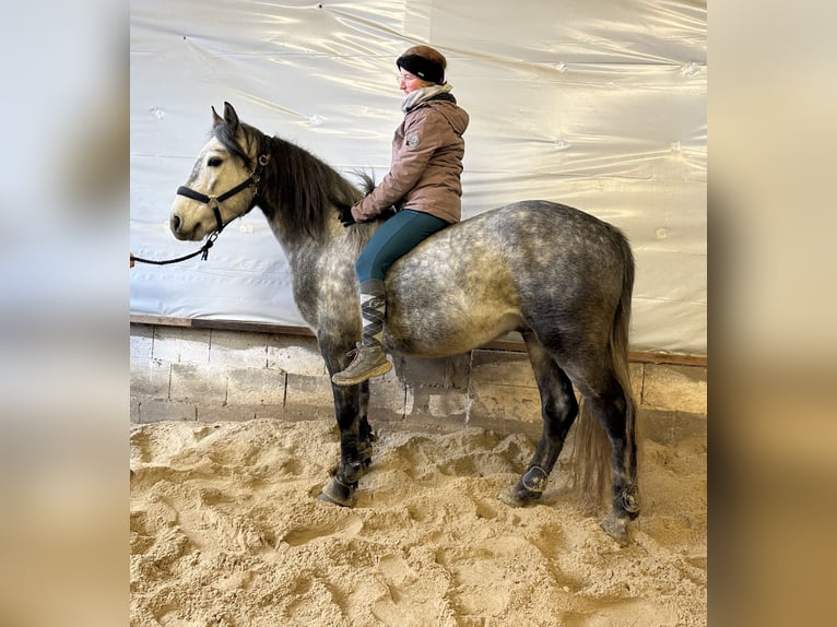 Connemara Gelding 5 years 14,2 hh Brown Falb mold in Lisberg