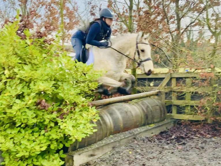 Connemara Gelding 5 years 14,2 hh Dun in Mountrath