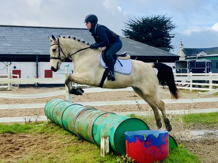 Connemara Gelding 5 years 14,2 hh Dun in Mountrath