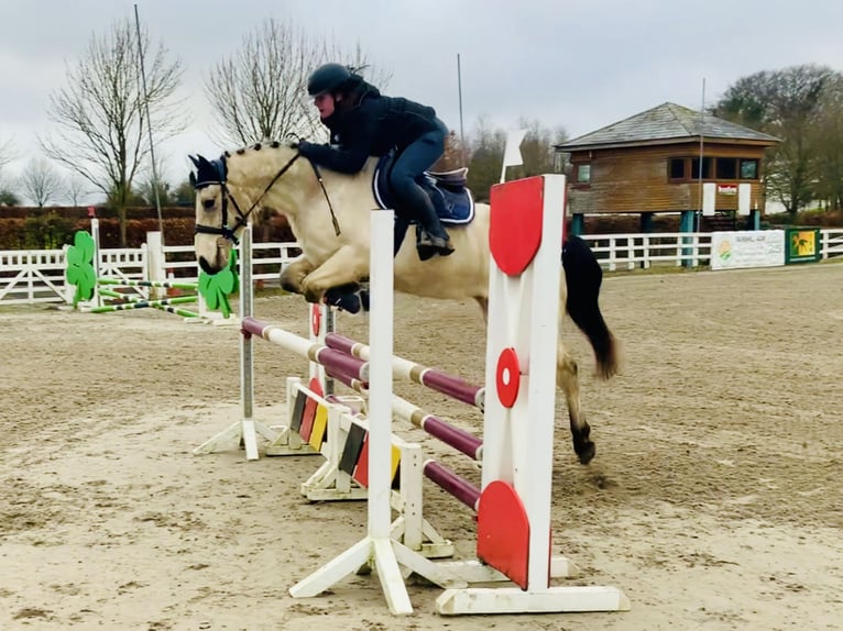 Connemara Gelding 5 years 14,2 hh Dun in Mountrath