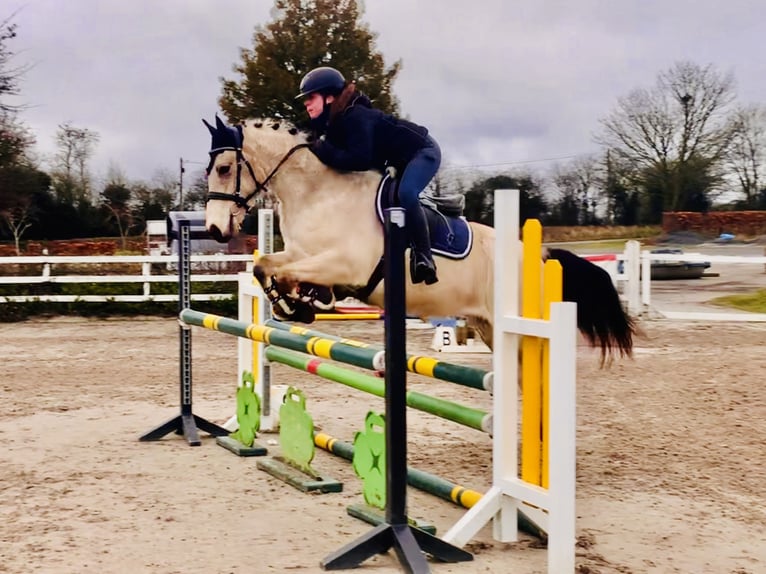 Connemara Gelding 5 years 14,2 hh Dun in Mountrath