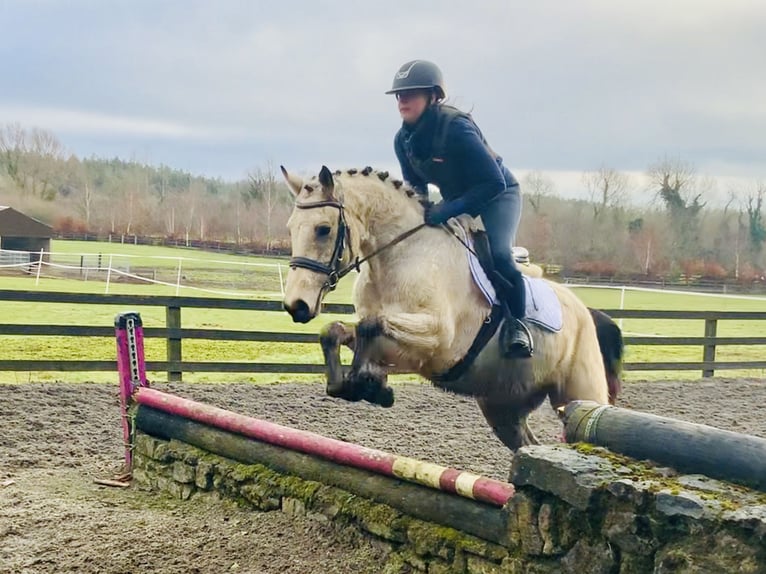 Connemara Gelding 5 years 14,2 hh Dun in Mountrath