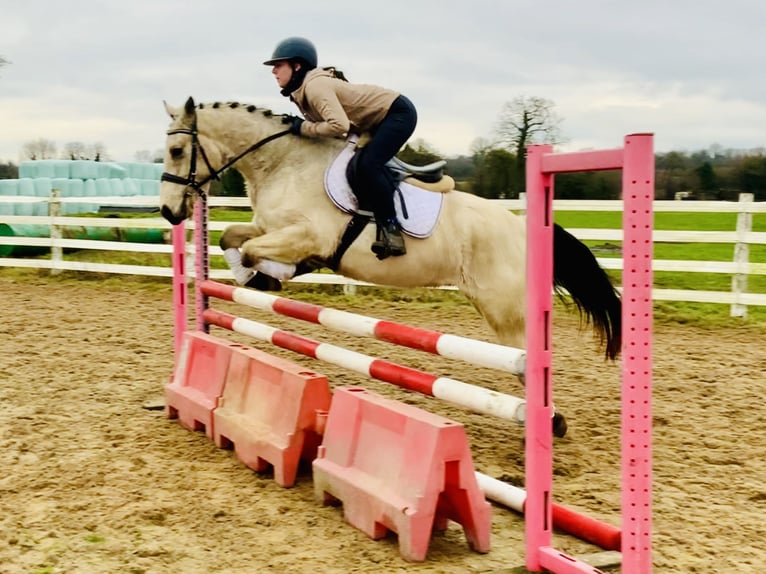 Connemara Gelding 5 years 14,2 hh Dun in Mountrath