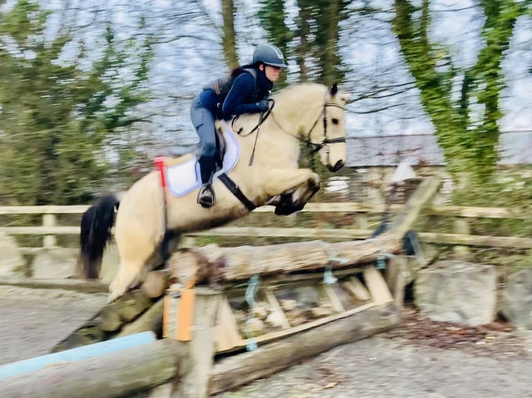 Connemara Gelding 5 years 14,2 hh Dun in Mountrath