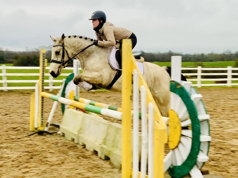 Connemara Gelding 5 years 14,2 hh Dun in Mountrath