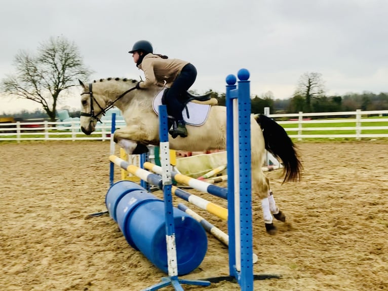 Connemara Gelding 5 years 14,2 hh Dun in Mountrath