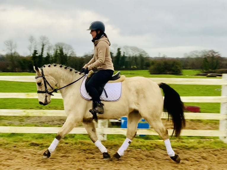 Connemara Gelding 5 years 14,2 hh Dun in Mountrath