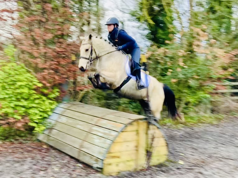 Connemara Gelding 5 years 14,2 hh Dun in Mountrath