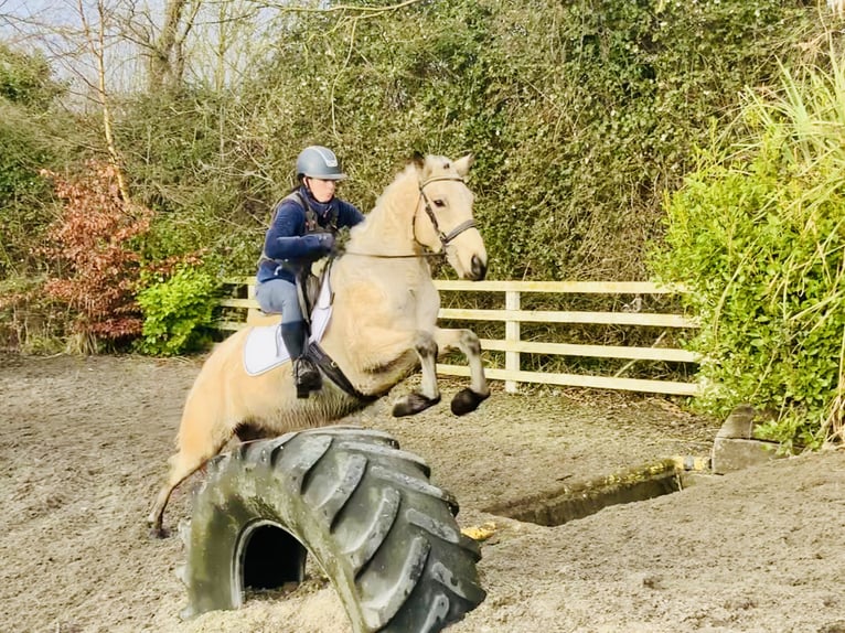 Connemara Gelding 5 years 14,2 hh Dun in Mountrath