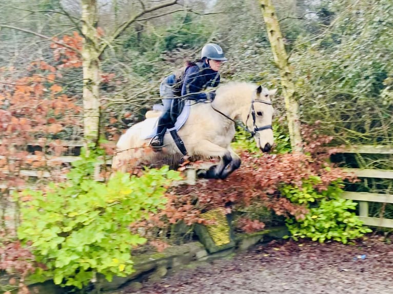 Connemara Gelding 5 years 14,2 hh Dun in Mountrath