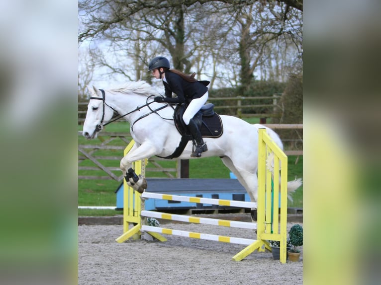 Connemara Gelding 5 years 14.2 hh Grey in Dublin