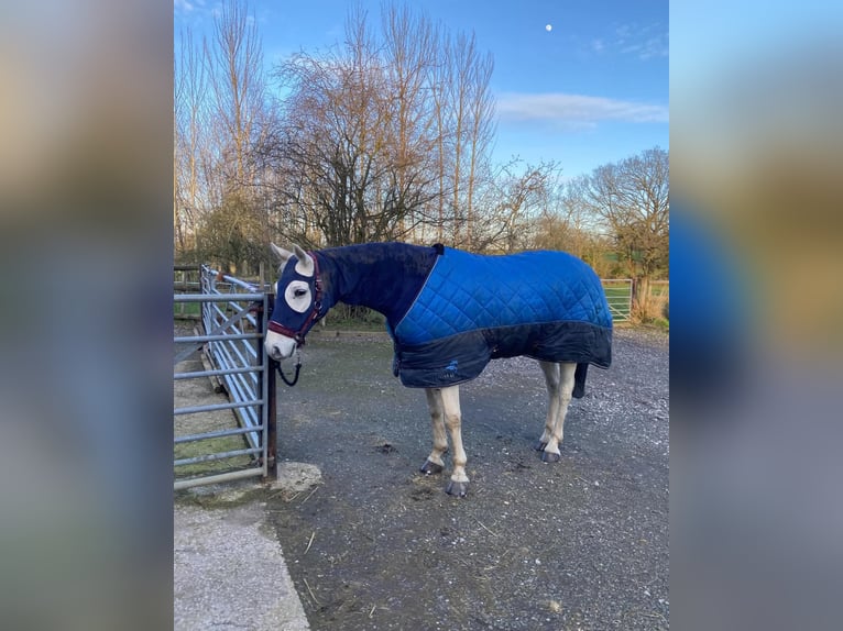 Connemara Gelding 5 years 14.2 hh Grey in Dublin