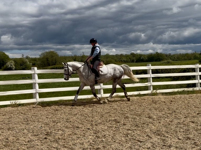 Connemara Gelding 5 years 14.2 hh Grey in Laois