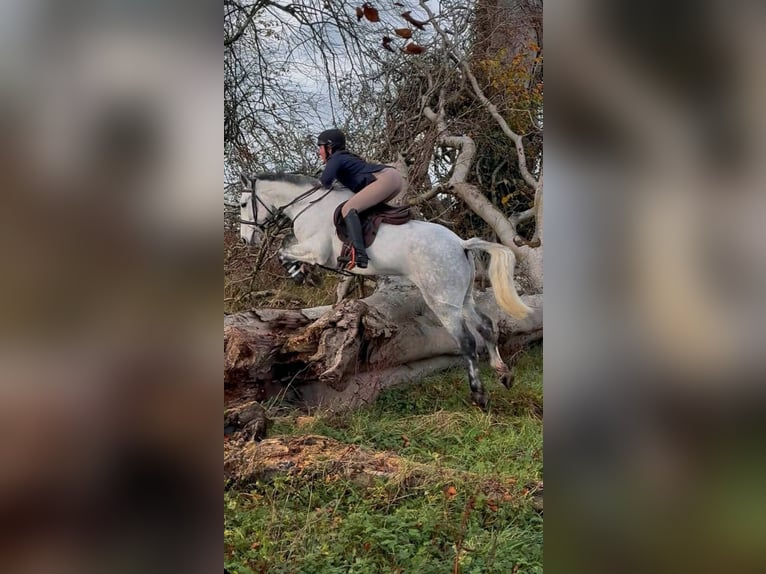 Connemara Gelding 5 years 14.2 hh Grey in Cork