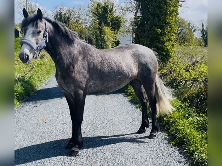 Connemara Gelding 5 years 14.2 hh Grey in Sligo