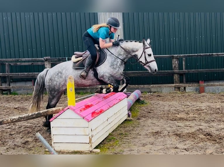 Connemara Gelding 5 years 14.2 hh Grey in Sligo