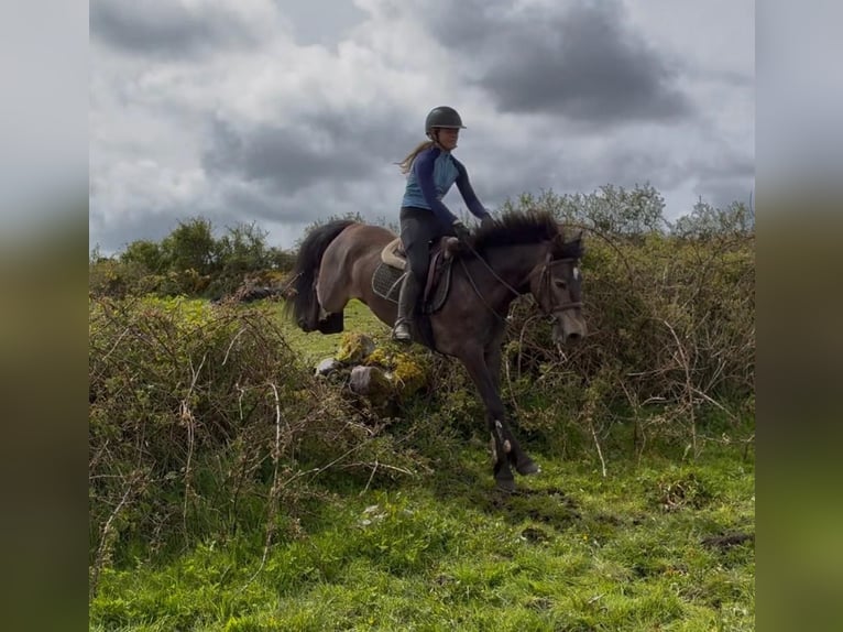 Connemara Gelding 5 years 14.2 hh Grey in Sligo