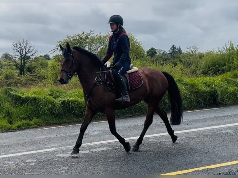 Connemara Gelding 5 years 14.2 hh Grey in Sligo
