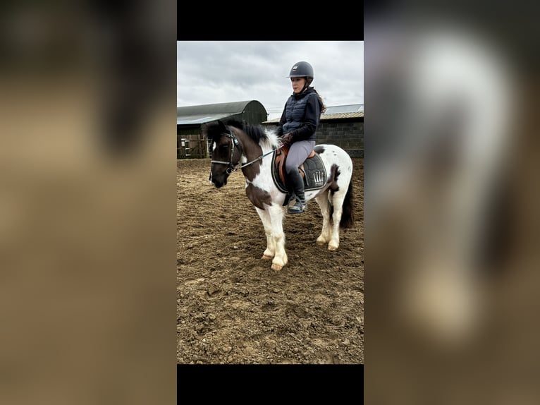 Connemara Gelding 5 years 14.2 hh Grey in Sligo