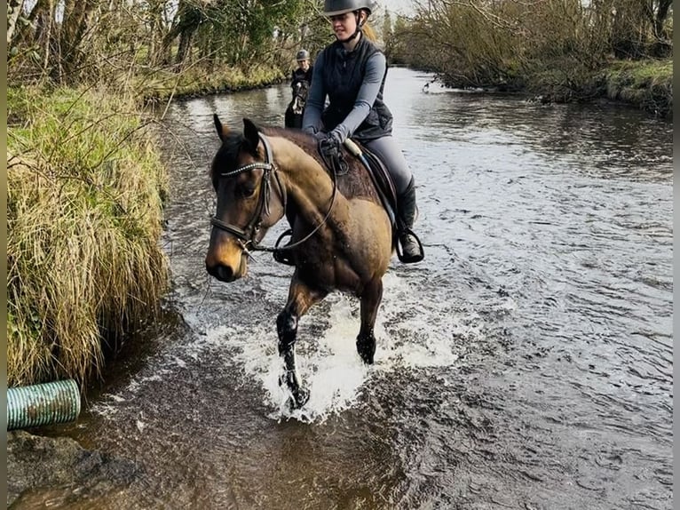 Connemara Gelding 5 years 14.2 hh Grey in Sligo