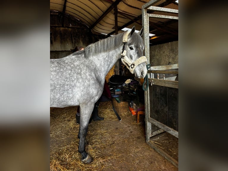 Connemara Gelding 5 years 14.2 hh Grey in Sligo