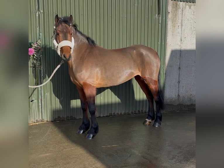 Connemara Gelding 5 years 14.2 hh Grey in Sligo