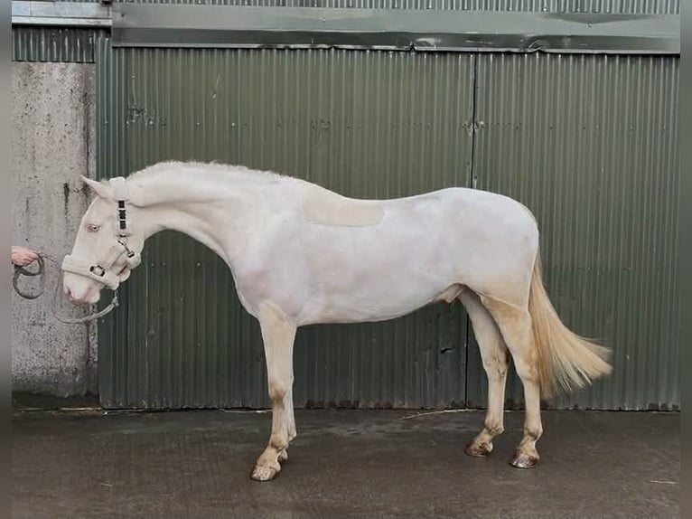Connemara Gelding 5 years 14.2 hh Grey in Sligo