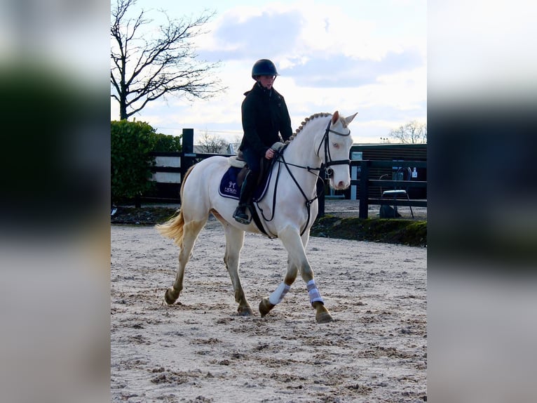 Connemara Gelding 5 years 14.2 hh Grey in Sligo