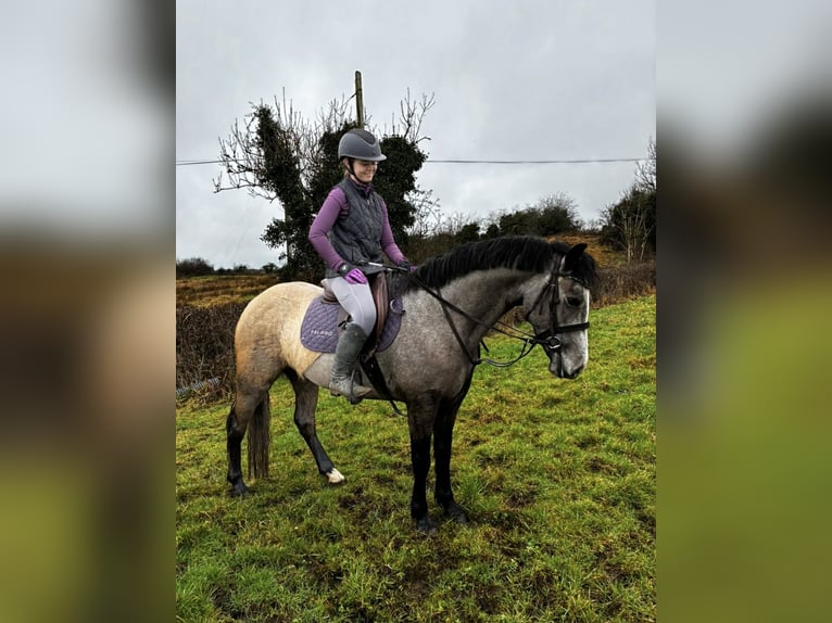 Connemara Gelding 5 years 14.2 hh Grey in Sligo