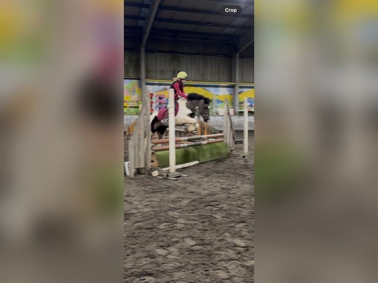 Connemara Gelding 5 years 14.2 hh Grey in Sligo