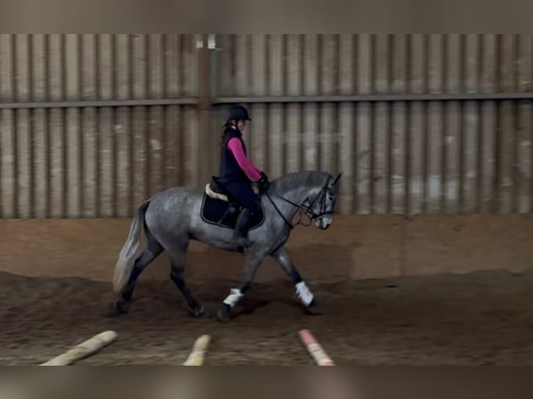 Connemara Gelding 5 years 14.2 hh Grey in Sligo