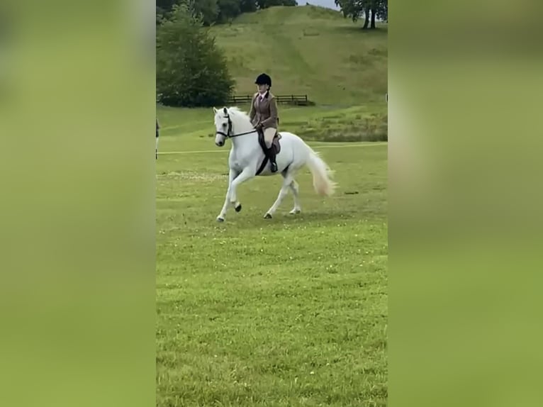 Connemara Gelding 5 years 14.2 hh Grey in Sligo