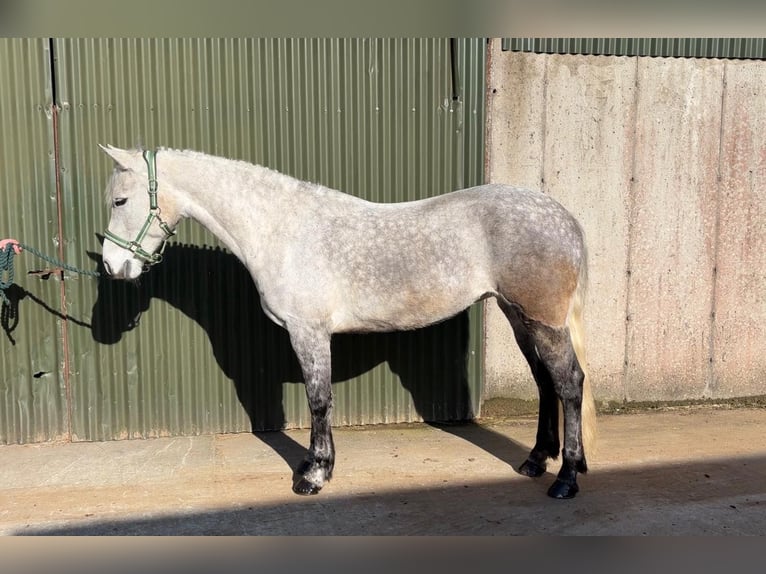 Connemara Gelding 5 years 14.2 hh Grey in Sligo