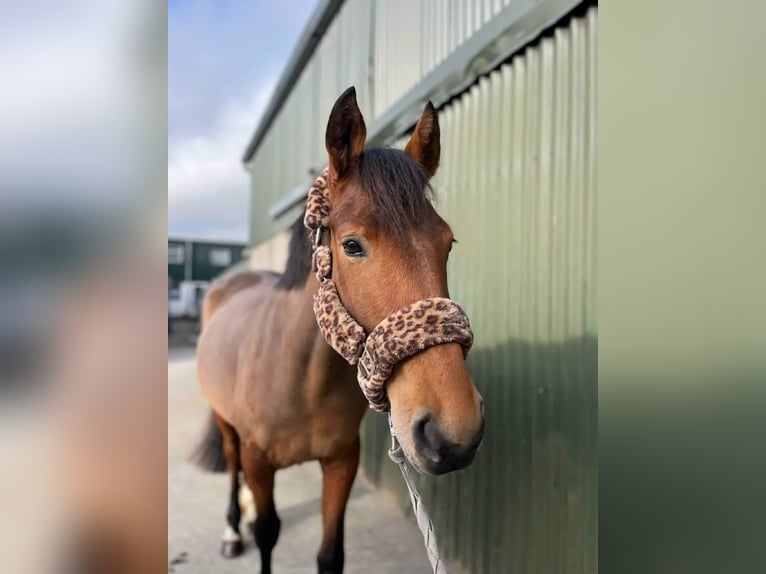 Connemara Gelding 5 years 14.2 hh Grey in Sligo