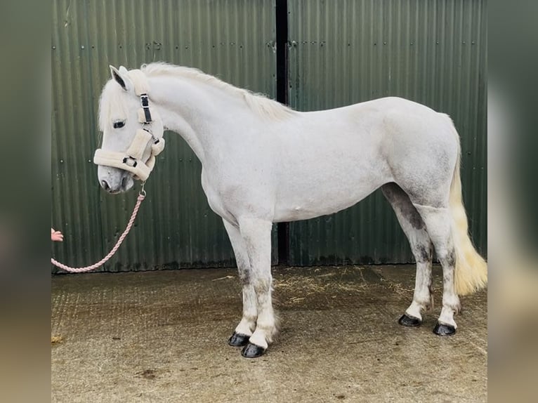 Connemara Gelding 5 years 14.2 hh Grey in Sligo