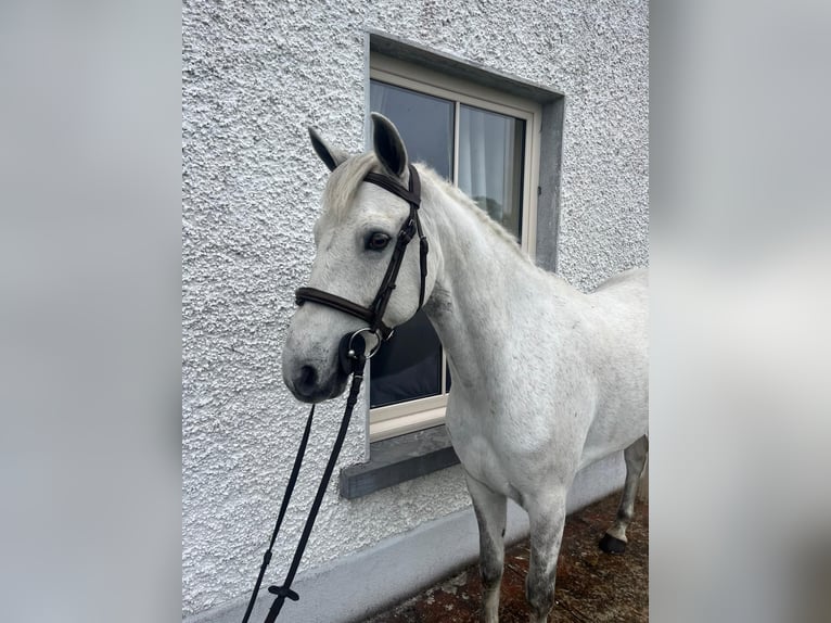 Connemara Gelding 5 years 14.2 hh Grey in Ballinasloe