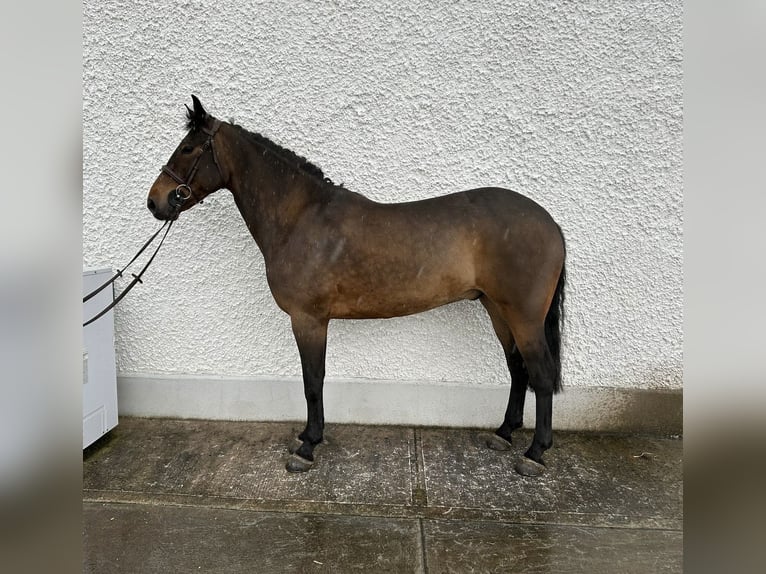 Connemara Gelding 5 years 14.2 hh Grey in Ballinasloe