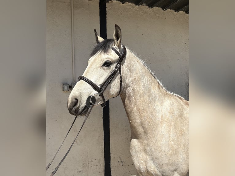 Connemara Gelding 5 years 14.2 hh Grey in Ballinasloe