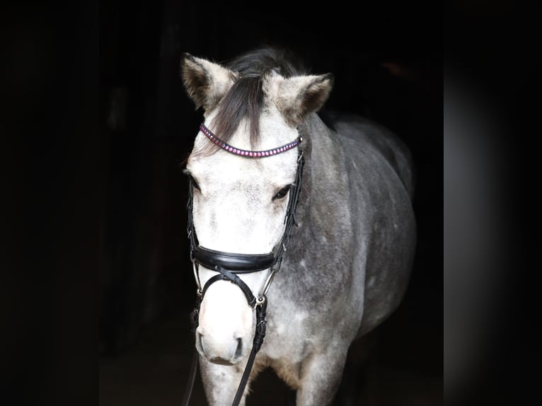 Connemara Mix Gelding 5 years 14,3 hh Gray-Blue-Tan in uelsen