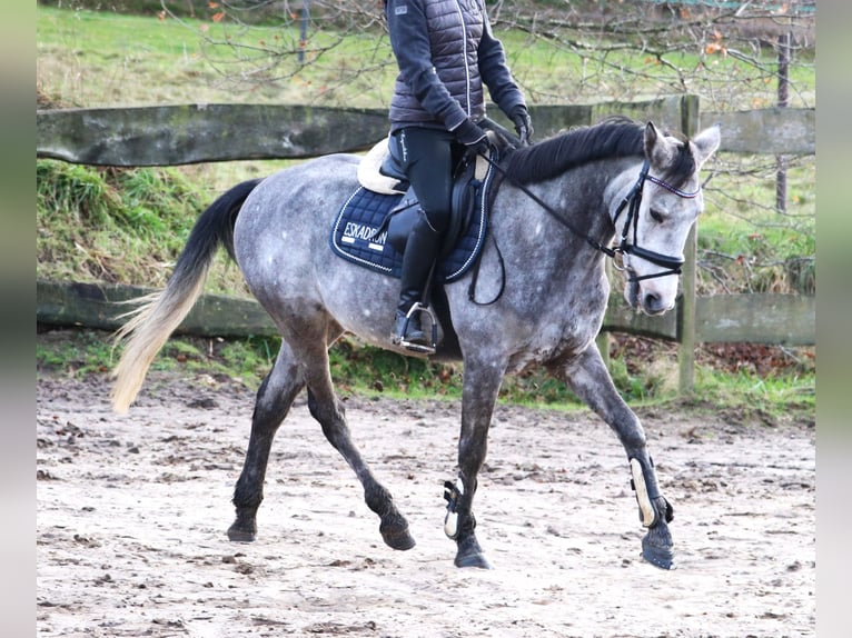 Connemara Mix Gelding 5 years 14,3 hh Gray-Blue-Tan in uelsen