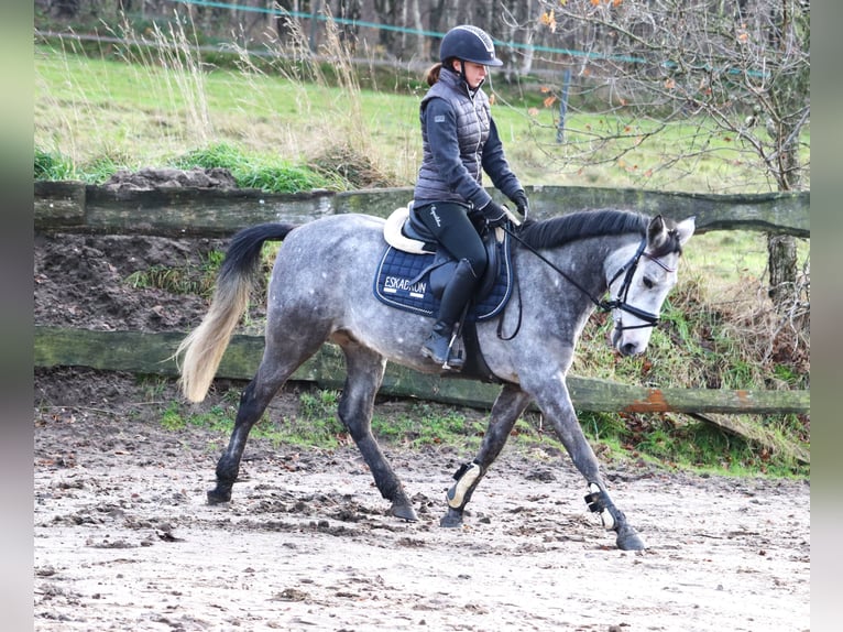 Connemara Mix Gelding 5 years 14,3 hh Gray-Blue-Tan in uelsen