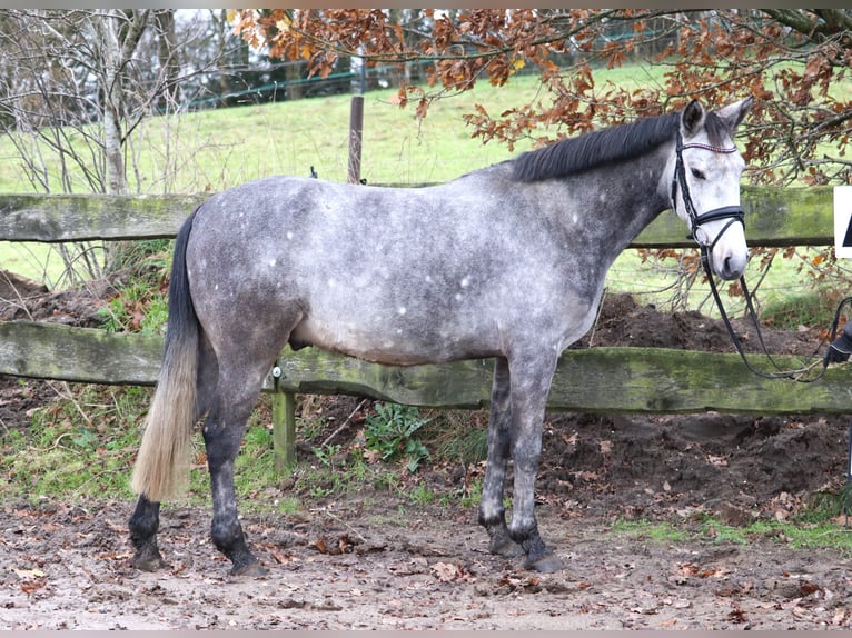 Connemara Mix Gelding 5 years 14,3 hh Gray-Blue-Tan in uelsen