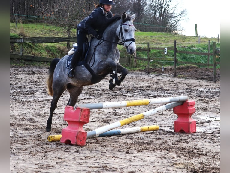 Connemara Mix Gelding 5 years 14,3 hh Gray-Blue-Tan in uelsen