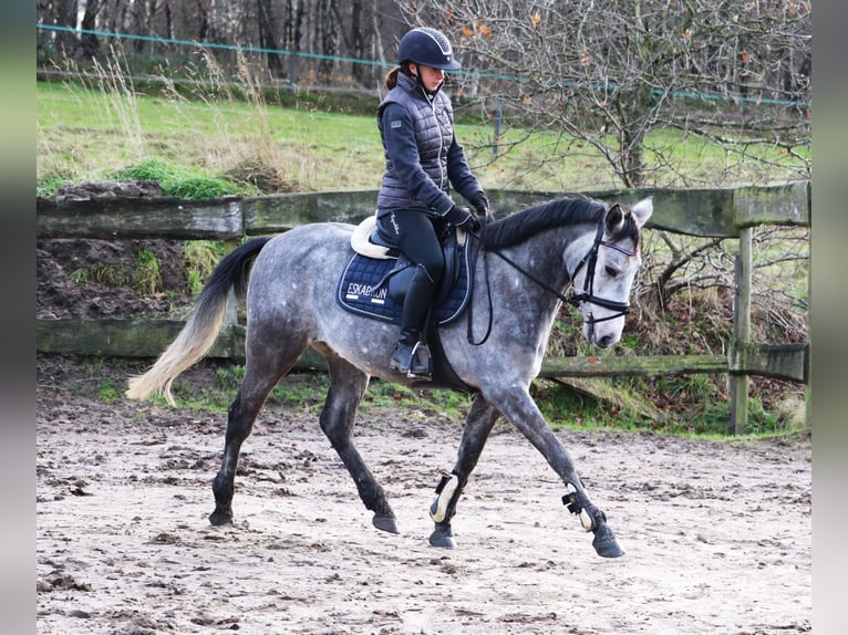 Connemara Mix Gelding 5 years 14,3 hh Gray-Blue-Tan in uelsen