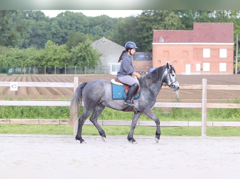 Connemara Gelding 5 years 14.3 hh Grey-Blue-Tan in Pepingen