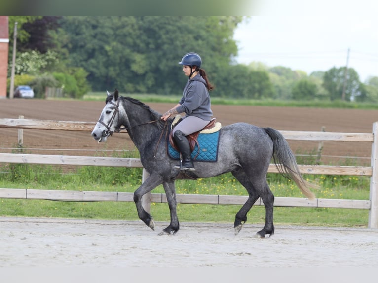 Connemara Gelding 5 years 14.3 hh Grey-Blue-Tan in Pepingen