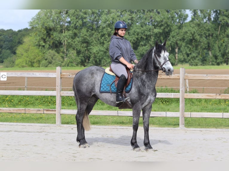 Connemara Gelding 5 years 14.3 hh Grey-Blue-Tan in Pepingen