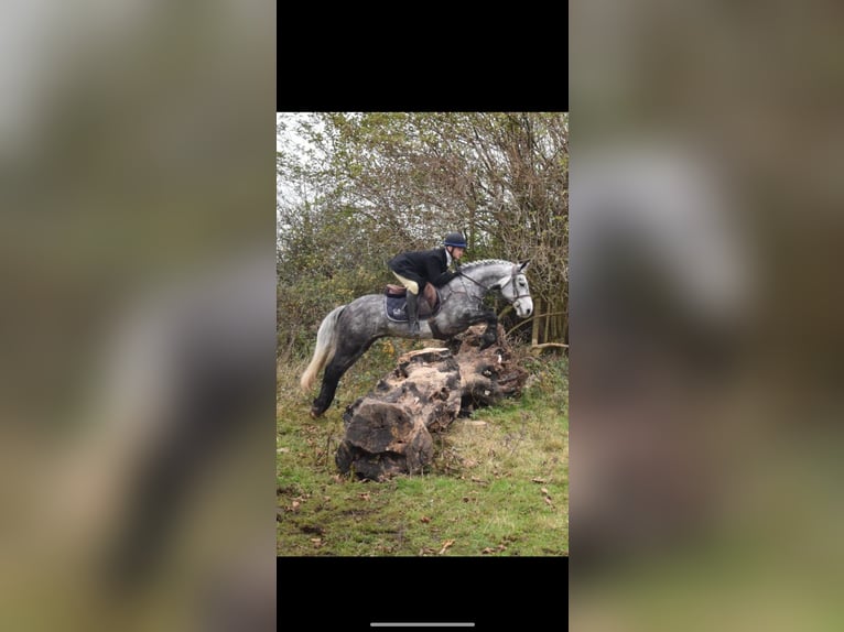 Connemara Gelding 5 years 14 hh Gray-Dapple in Westmeath