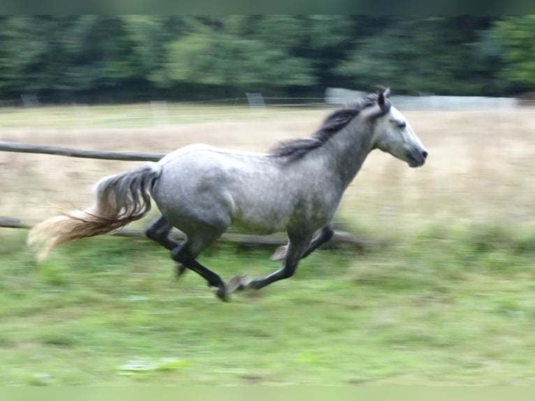 Connemara Gelding 5 years 14 hh Grey-Dapple in Neuhemsbach