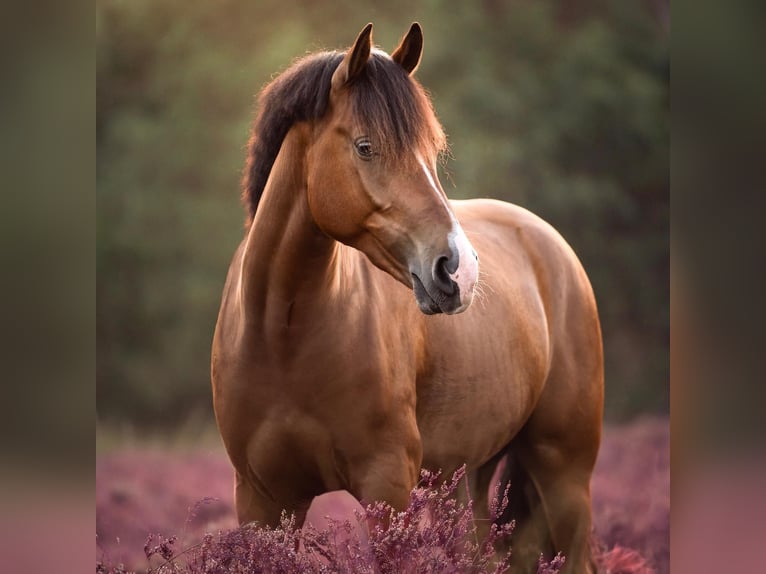 Connemara Gelding 5 years 14,1 hh Brown-Light in Fogars De La Selva